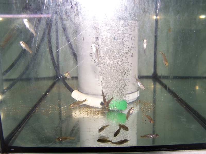 estherae ob dimidiochromis labidochromis hongi red top  102_8121