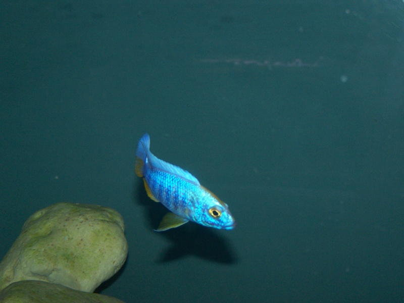 Siaenochromis fryeri maleri island 104_8215
