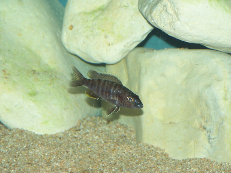 Siaenochromis fryeri maleri island 104_8216