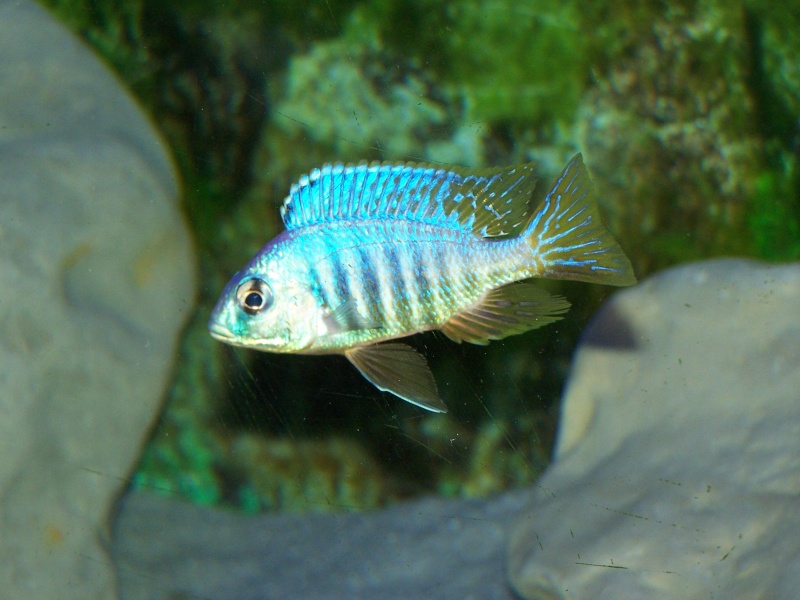 Placidochromis jalo reef 104_8217