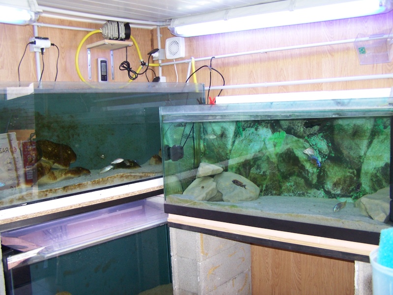 Locarium fishroom 106_8410