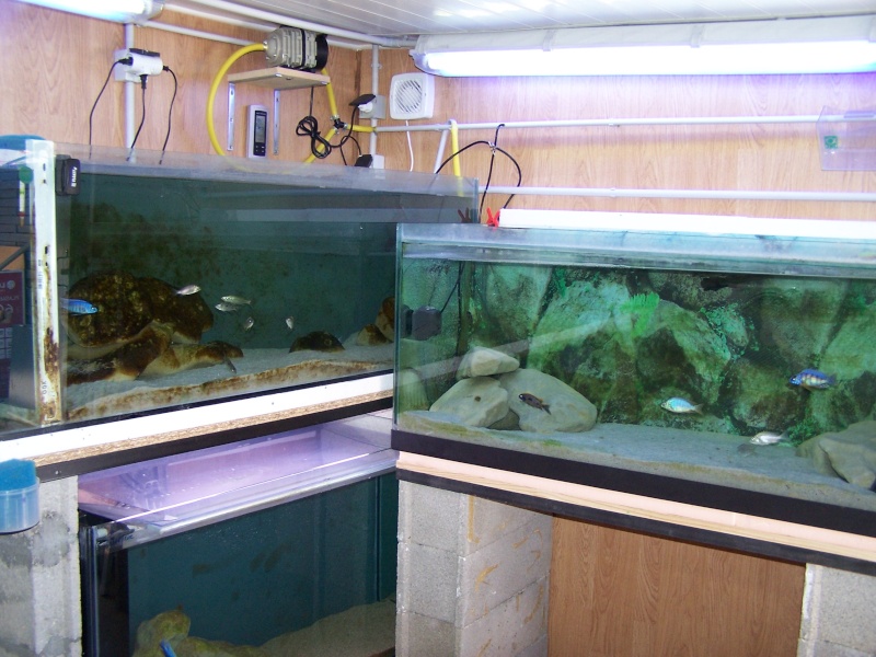 Locarium fishroom 106_8411