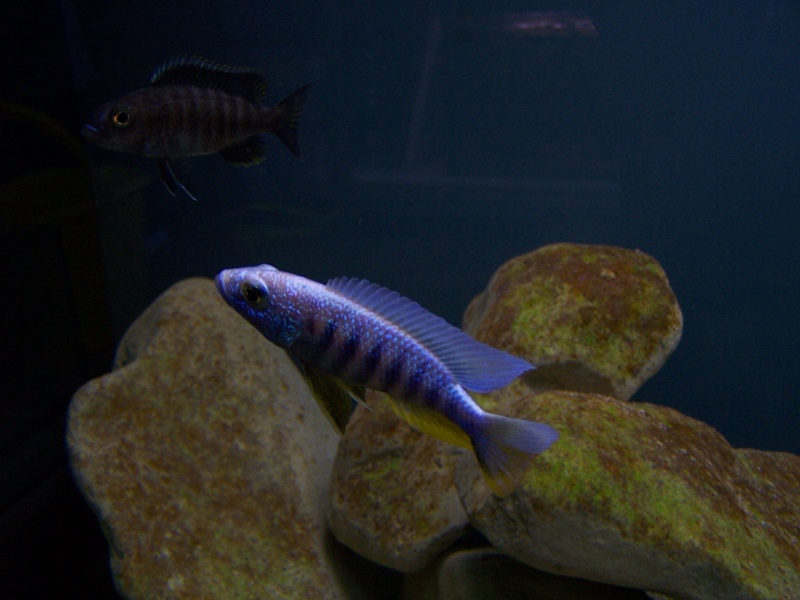 Siaenochromis fryeri maleri island 106_8513