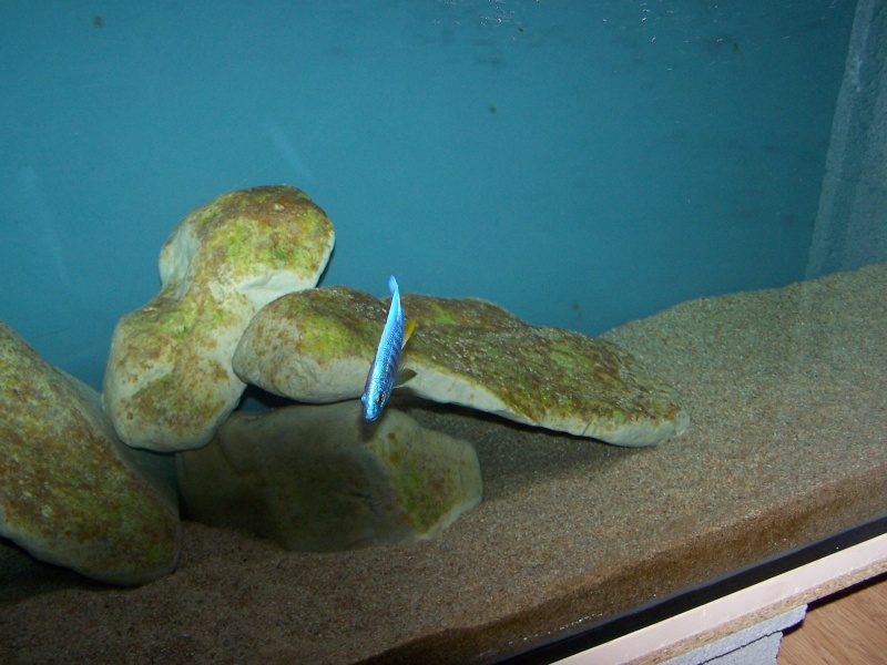 Siaenochromis fryeri maleri island 106_8515