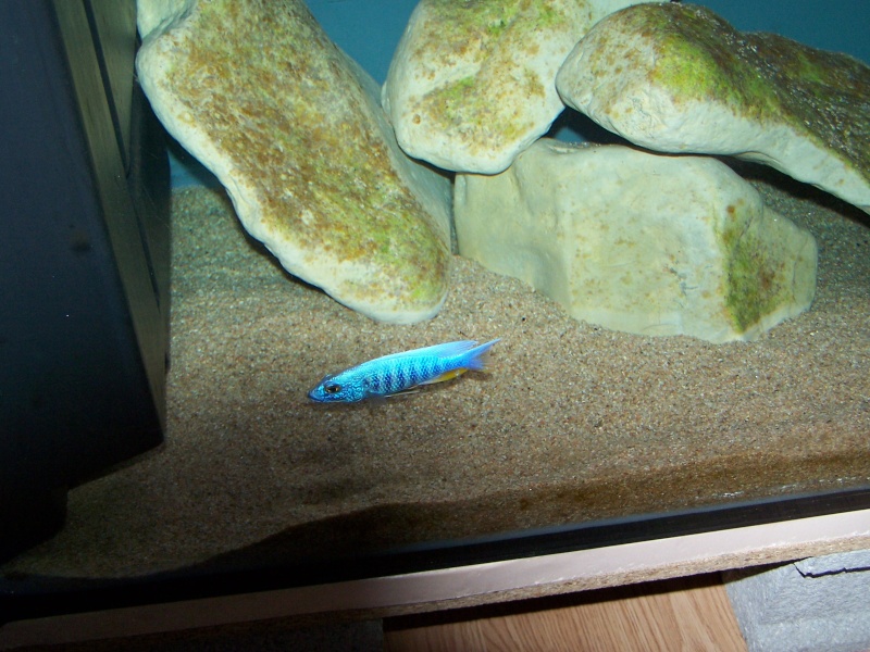 Siaenochromis fryeri maleri island 106_8516