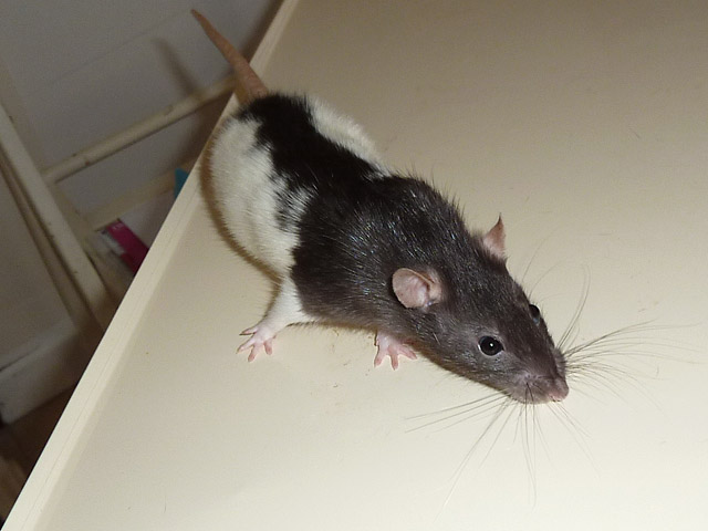 Urgent de nombreux rats mâles et femelles à sauver - Page 3 Femell12