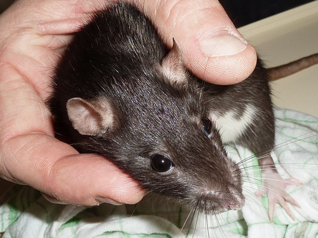 Urgent de nombreux rats mâles et femelles à sauver Femell14