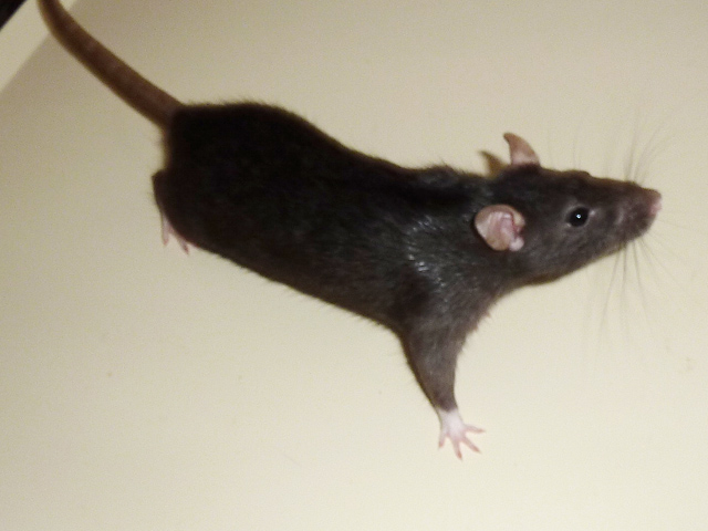 Urgent de nombreux rats mâles et femelles à sauver Femell16