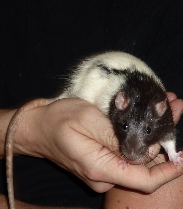 Urgent de nombreux rats mâles et femelles à sauver Male210