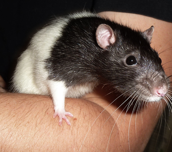 Urgent de nombreux rats mâles et femelles à sauver Male510