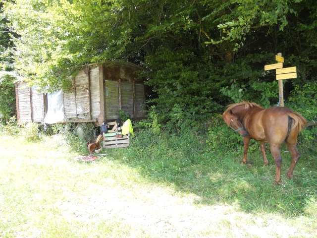 Balade dans le bois du Serverin (Nord Isère) Dscn3721