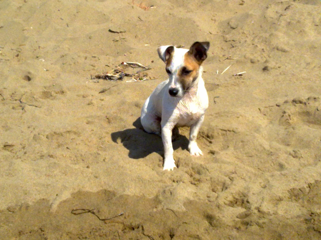 Sono tornata dalla Dog Beach !!! 2011-011