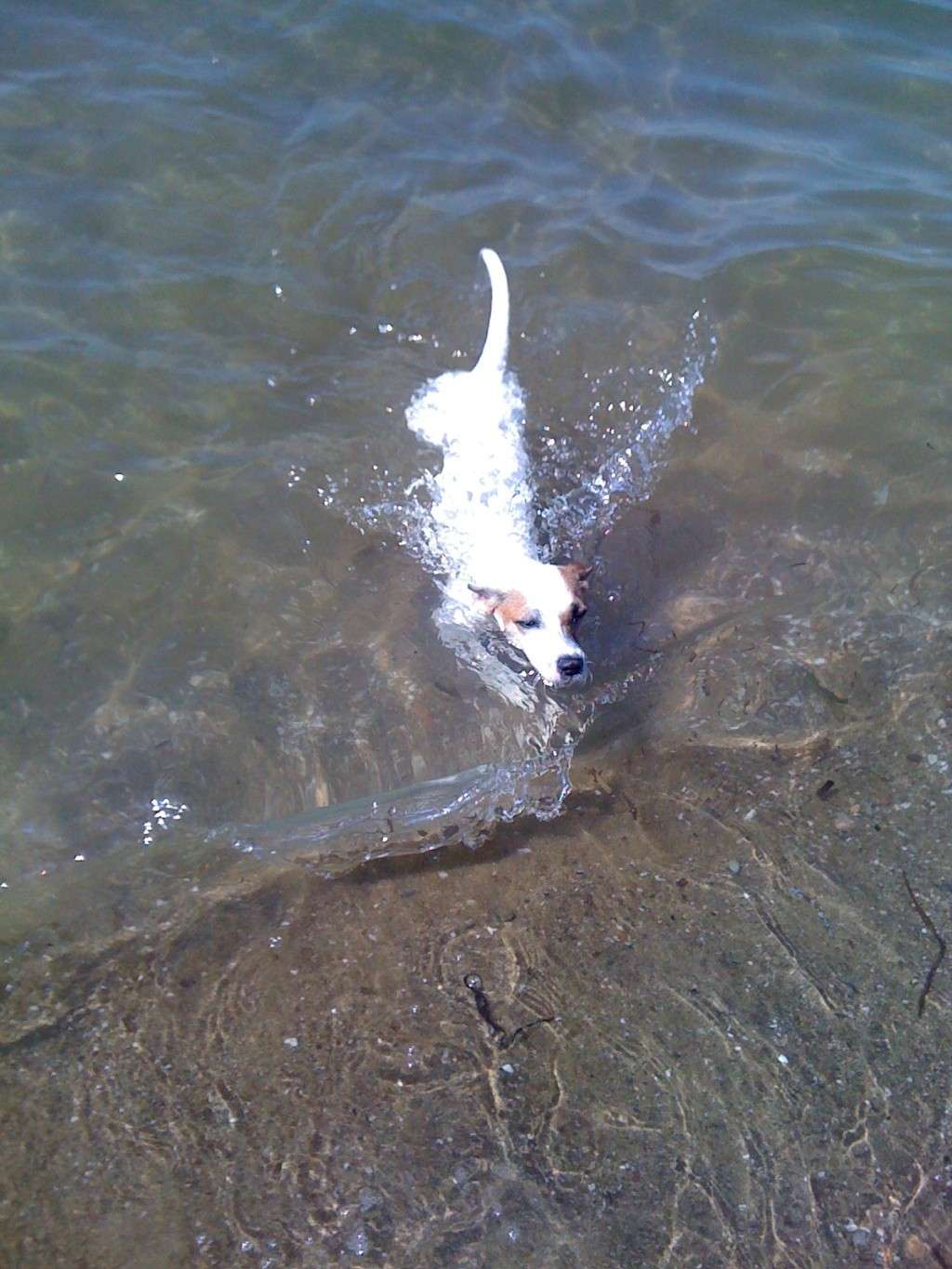 Sono tornata dalla Dog Beach !!! 2011-015