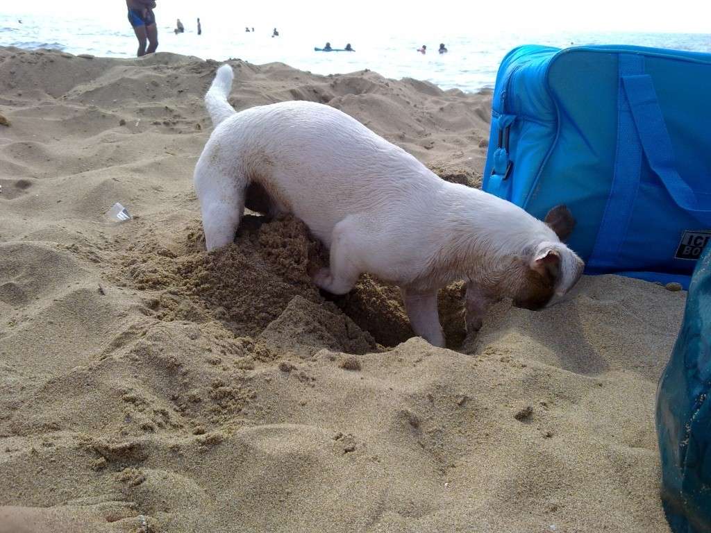 Sono tornata dalla Dog Beach !!! 2011-016