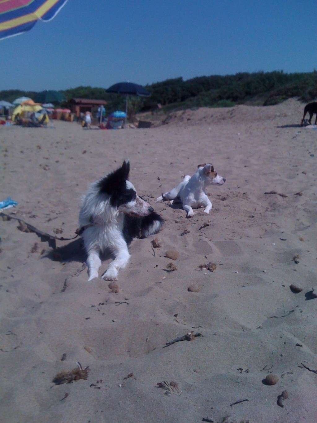 Sono tornata dalla Dog Beach !!! 2011-019