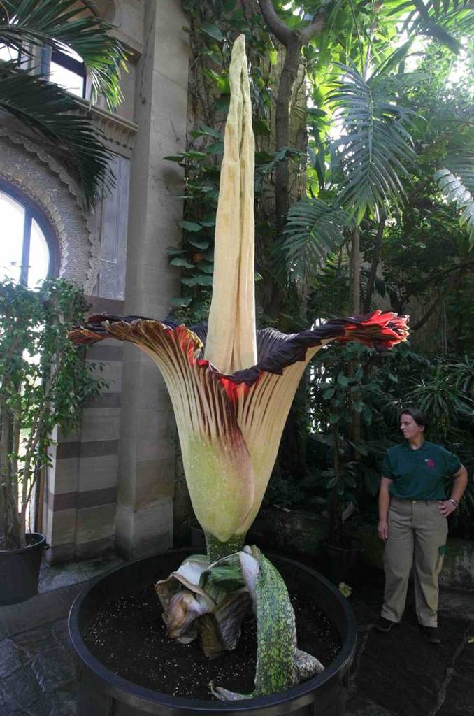 صور لأضخم الزهور في العالم Image010