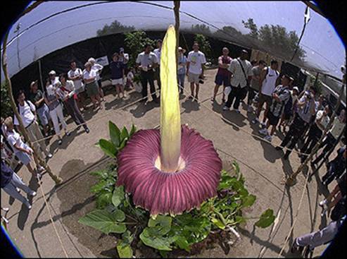 صور لأضخم الزهور في العالم Image011