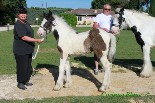 [ Ma recherche ] Irish Cob  - Page 2 Caraib15