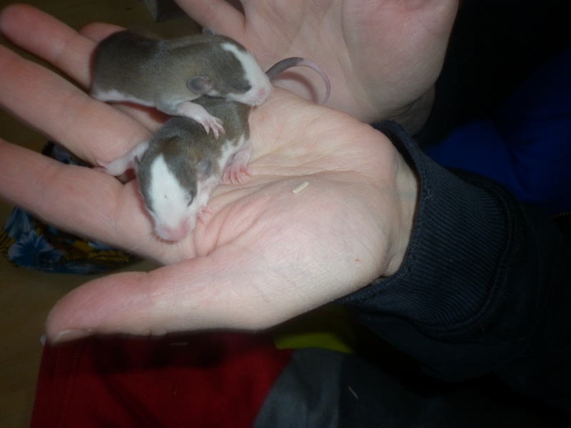 Bébés rats du 01Decembre 2011 - Page 2 P1000710