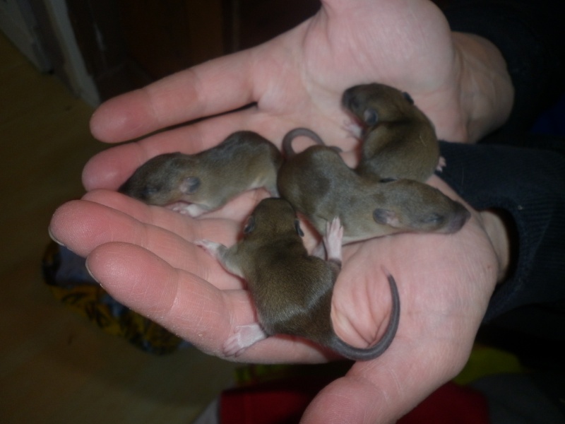 Bébés rats du 01Decembre 2011 - Page 2 P1000712