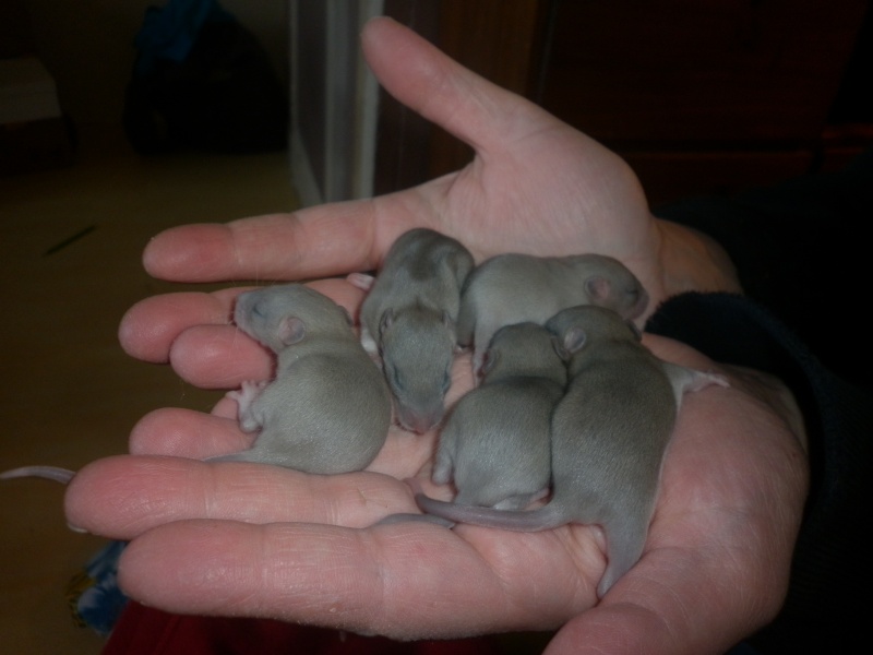 Bébés rats du 01Decembre 2011 - Page 2 P1000713