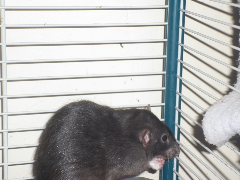 3bébés rats , 2femelles et 2mâles P1020112