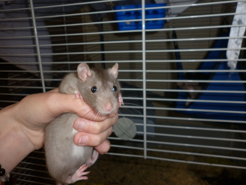 3bébés rats , 2femelles et 2mâles P1020210