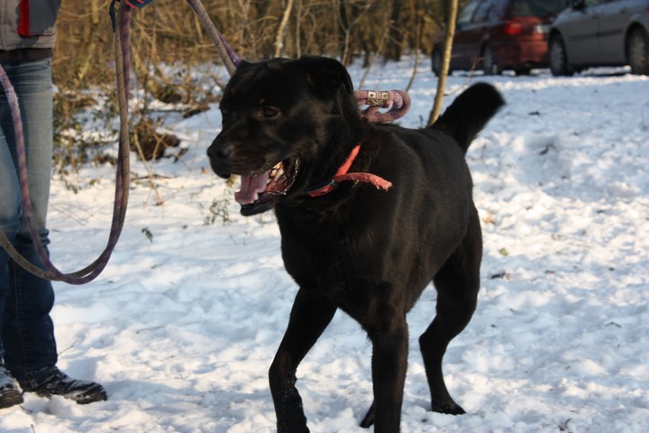 PONGO Croisé Labrador noir 2GSN152 en CA 410