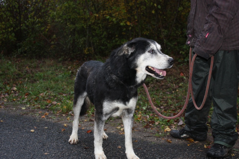 ALASKA xHusky/Labrador (m)Né le 2003  fa ou adoptant  REFU16   ADOPTE Alaska10