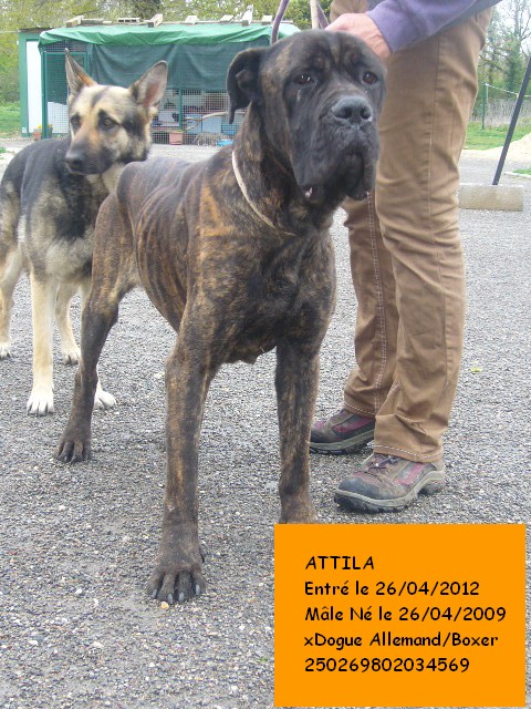 ATTILA xDogue Allemand/Boxer bringé 250269802034569 Attila10