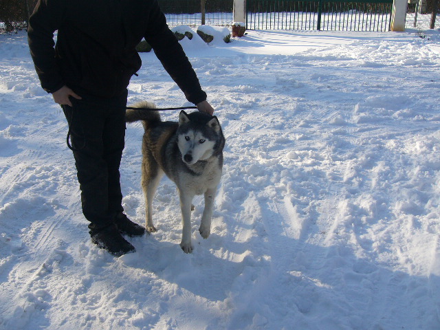 BANEK magnifique husky  (m) Né le 17/05/2006 ( REF:16)ADOPTE Baneck10