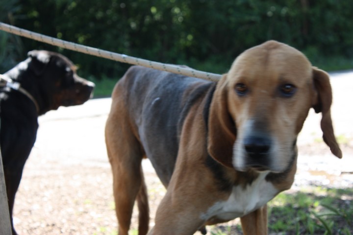 CHOUKY - anglo 5 ans - Refuge de l'Angoumois à Mornac (16) Chouky12