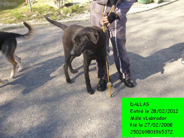 DALLAS Croisé Labrador noir mâle 4 ans (SPA Angoulême 16) Dallas10