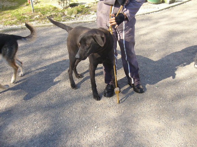 DALLAS Croisé Labrador noir mâle 4 ans (SPA Angoulême 16) Dallas11