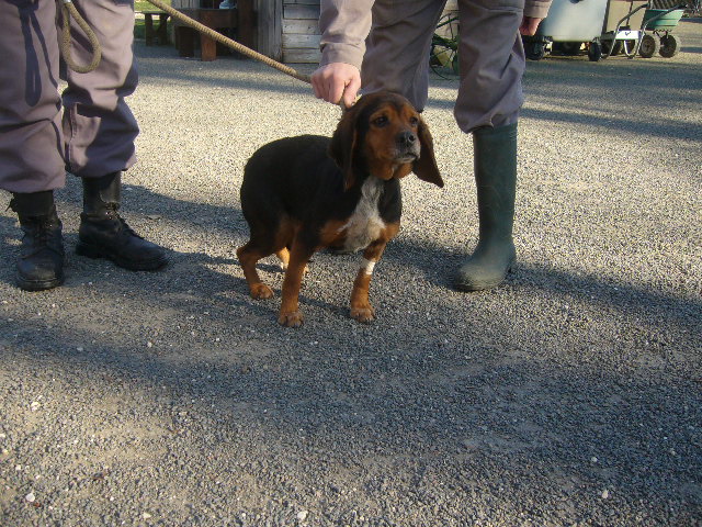 DIANE - x beagle 4 ans - Refuge de l'Angoumois à Mornac (16) Diane611