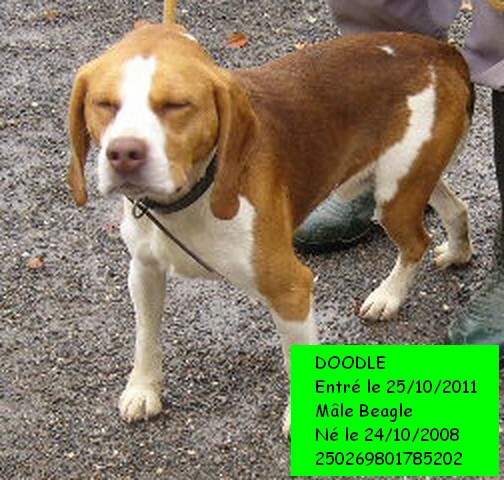 DOODLE Beagle 250269801785202 Doodle10