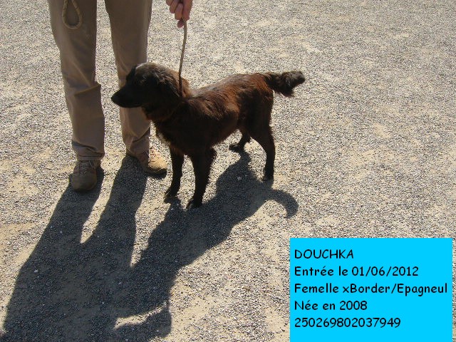 DOUCHKA xBorder/Epagneul 250269802037949 en CA le 09/06/2012 Douchk14