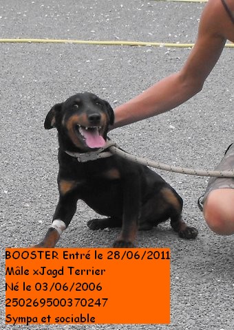 BOOSTER xJagd Terrier 250269500370247 Dscf3011