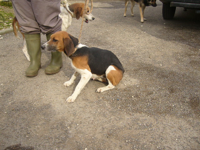 EDITH Beagle Tricolore 250269801965138 Edith10