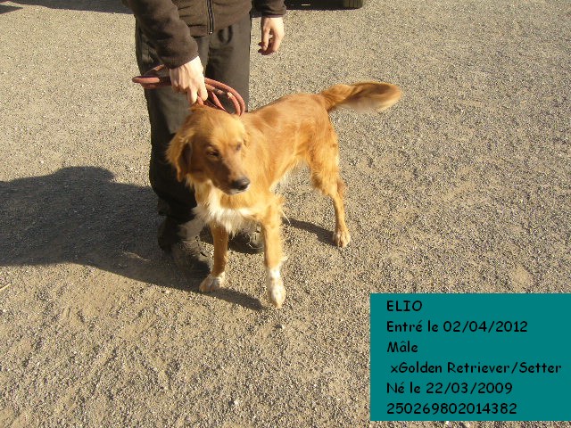 ELIO xGolden Retriever/Setter 250269802014382 Elio2b10