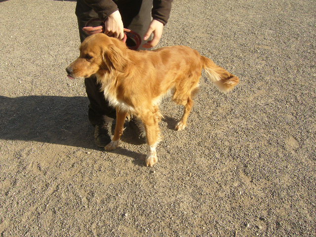 ELIO xGolden Retriever/Setter 250269802014382 Elio410