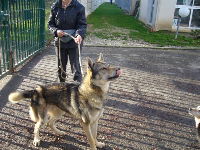 ELITE Chien loup Tchécoslovaque (m) pas de chats très gentil REF:16 ADOPTE Elite610