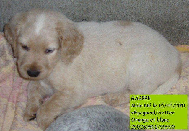 GASPER xEpagneul/Setter orange et blanc 250269801759550 (Réservé) Gasper10