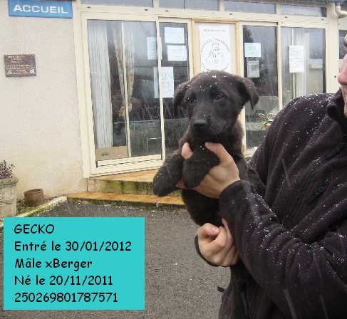 GECKO - x berger 2 ans (depuis chiot au refuge) Refuge de l'Angoumois à Mornac (16) Gecko210