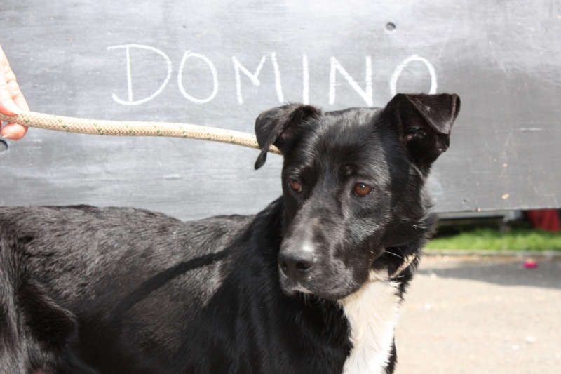 DOMINO  -  croisé Labrador  4 ans  -  REFUGE DE L'ANGOUMOIS A MORNAC  (16) Img_1822