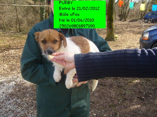 FURBY, alias Piccolo xFox 250269801897190 en CA le 28/03/2012 P1110912