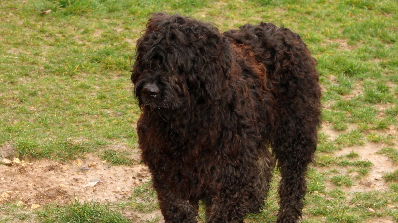 CHIPIE Bouvier des Flandres 250269602060330 Photo134