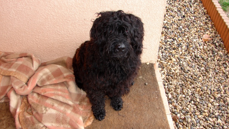 CHANCE Bouvier des Flandres 250269602066864 RESERVE Photo135