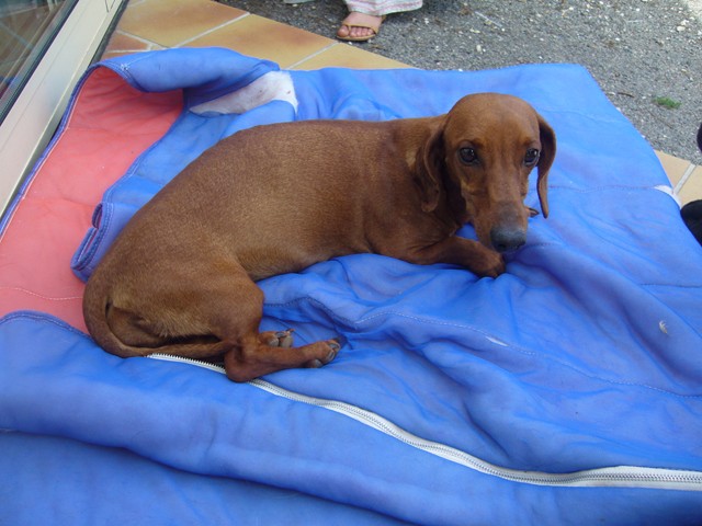 COCO - teckel 2 ans - Refuge de l'Angoumois à Mornac (16) Photo_41