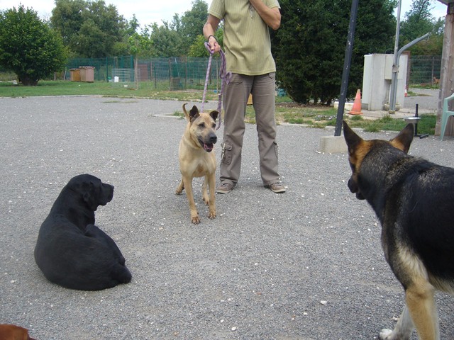 BABY xSharpei 250269604431338 Photo_43